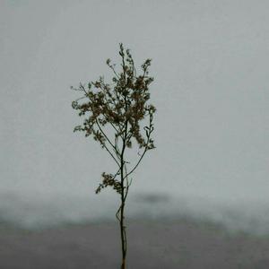 扌喿辶逼的免费视频
